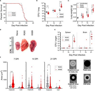 Immune evasion by Cryptococcus gattii in vaccinated mice coinfected with C. neoformans